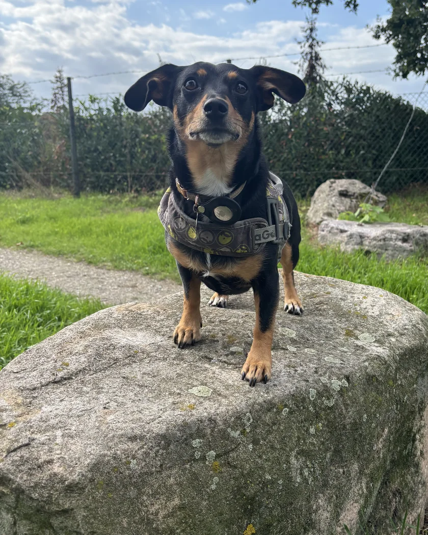 Donna standing on top of a lichen-covered boulder in a park, ears out sideways, looking straight at the camera. A hedge and a chain-link fence stand behind her under a cloudy blue sky.